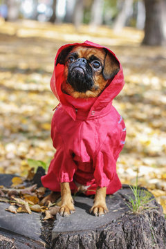 Dog small brabanson with chestnut color wearing in red overall at autumn park