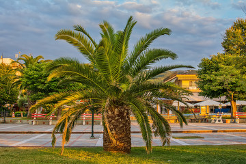 Asprovalta, Greece - August 12, 2018: Palm trees beautifies Asprovalta promenade from Greece