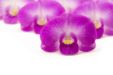 Fototapeta na wymiar beautiful pink orchid on white background