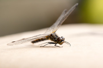 Beautiful dragonfly with transparent wings