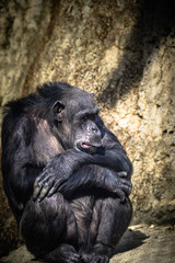 Schimpansen im Zoo