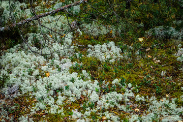 Bog landscape in tallinn, town, old, estonia, europe, baltic, city, autumn, capital, view, architecture, urban, building, travel, landmark, cityscape, medieval, historic, tower, european, street, beau