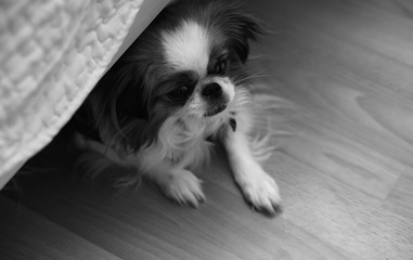 Decorative breed of dogs. A small domestic dog. The dog under th