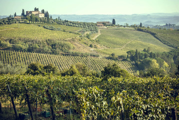 Villa of Tuscany over vineyard row in autumn with ripe wine grapes. Grapes from vines in Italy during harvest time