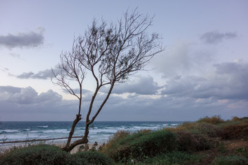 Tree and seaview at winter, Netanya, Israel