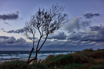 Tree and seaview at winter, Netanya, Israel