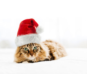 christmas cat in red Santa Claus hat