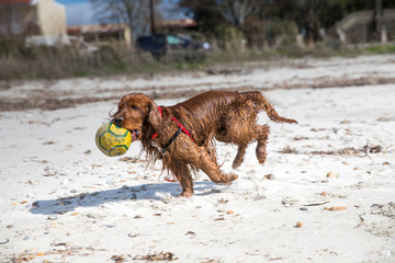 English cocker spaniel playing with a ball in the beach