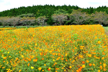 Panorama Road Cosmos