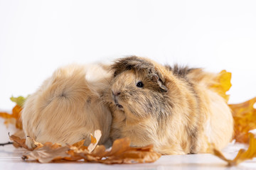 Adorable guinea pigs isolated on white background