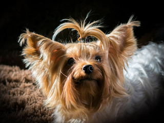 portrait of yorkshire terrier