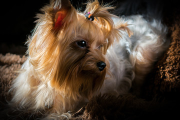 Naklejka premium yorkshire terrier