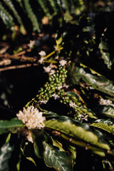 grains still green coffee and flowers on a branch of a coffee bush