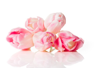 Bouquet of pink tulips isolated on white