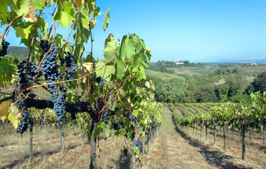 Blue grapevine in wineyard. Colorful vineyard landscape in Italy. Vineyard rows at Tuscany in autumn harvest time