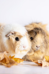Fototapeta premium Adorable guinea pigs isolated on white background