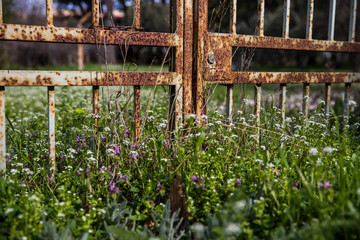 Rusty iron gate surrounded by green grass and flowers
