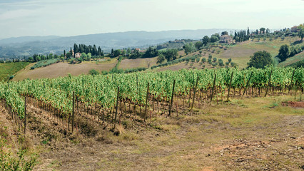 Fototapeta na wymiar Young green wineyards. Colorful vineyard landscape in Italy. Vineyard rows at Tuscany landscape in sun