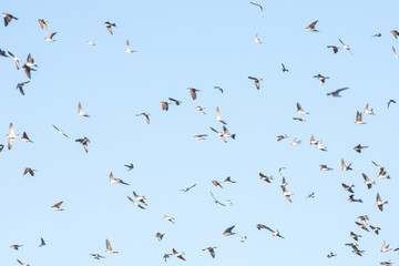 Birds flying in the morning blue sky