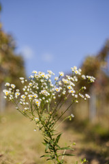 Common fleabane with white flowers. Feinstrahl Blume Kraut mit weißem Blüten.