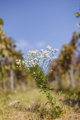 Feinstrahl Blume Kraut mit weißem Blüten. Common fleabane with white flowers. 