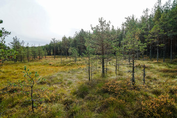 Fototapeta premium Lahemaa National Park is a park located in northern Estonia, east from the capital Tallinn. 
