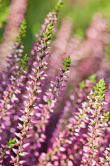 Violet Heather flowers field Calluna vulgaris. Small pink lilac petal plants, soft background....