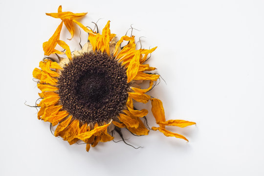 dried sunflower on white
