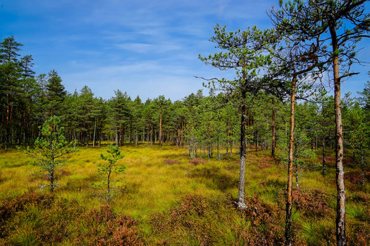 Lahemaa National Park is a park located in northern Estonia,  east from the capital Tallinn. 