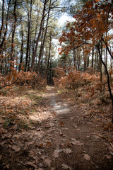 Hiking path through the trees in Nymfea forest, Rodopi, Greece