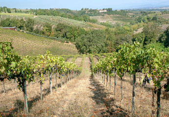 Beautiful wineyards on hills of Tuscany. Colorful vineyard landscape in Italy. Vineyard rows at sunny country landscape.