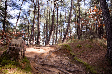 Hiking path through the trees in Nymfea forest, Rodopi, Greece