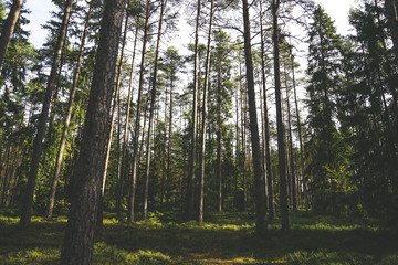 Obraz premium Lahemaa National Park is a park located in northern Estonia, east from the capital Tallinn. 