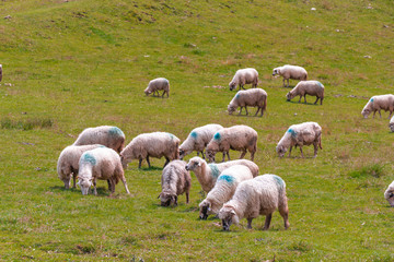 Mountain Sheep