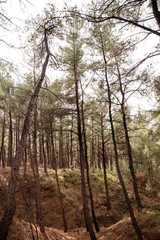 Hiking path through the trees in Nymfea forest, Rodopi, Greece