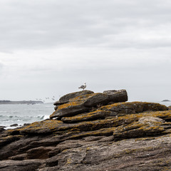mouette