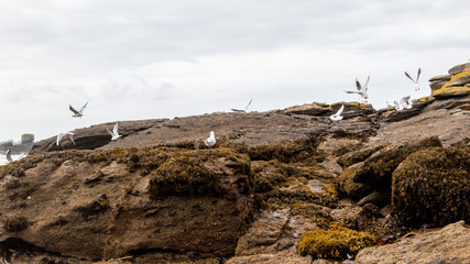 mouette volante