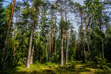Obraz premium Lahemaa National Park is a park located in northern Estonia, east from the capital Tallinn. 