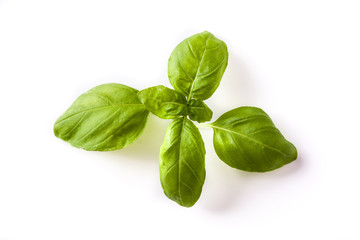 Fresh basil leaf isolated on white background. Top view. 

