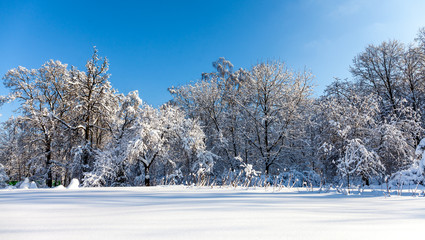 Winter forest snowy landscape. Beautiful snow covered nature plants, blue sky background, sunny weather