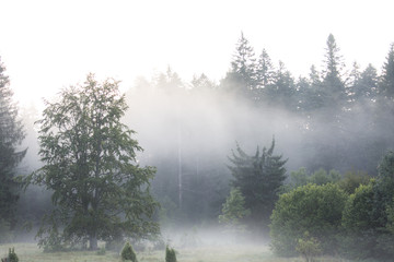 Fototapeta na wymiar Misty mountain mornings 
