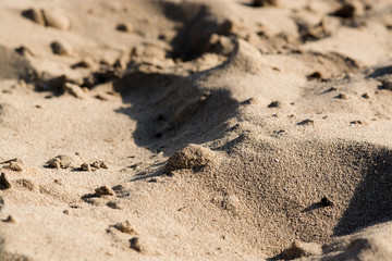 Sunlit sandy beach grains macro closeup