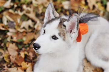 Husky on the background of autumn forest in orange hat on Halloween