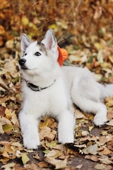 Husky on the background of autumn forest in orange hat on Halloween