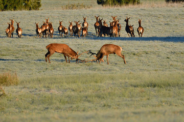 Wildlife deer stag fighting with antlers during rut season in the meadow 