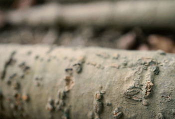 Fototapeta na wymiar blur brown bark wood background