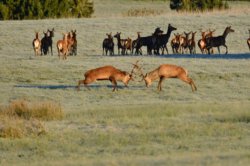 Naklejka na ściany i meble Wildlife deer stag fighting with antlers during rut season in the meadow 