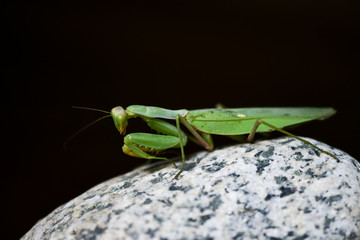 Close up shot of green mantis on nature background. Predatory insect.