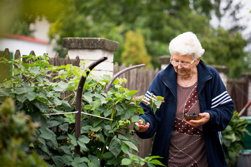 Senior woman gardening at her huge garden, take care of her plants