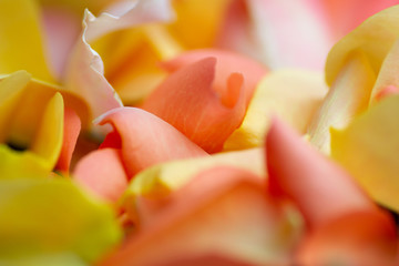 Rose, Roses, Rose petals